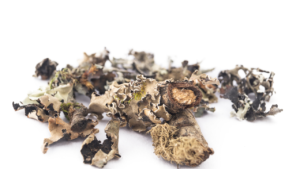 Read more about the article Black Stone Flower (Kalpasi)